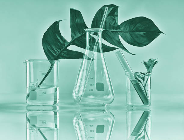 istock Natural organic botany and scientific glassware, Alternative herb medicine 806562058