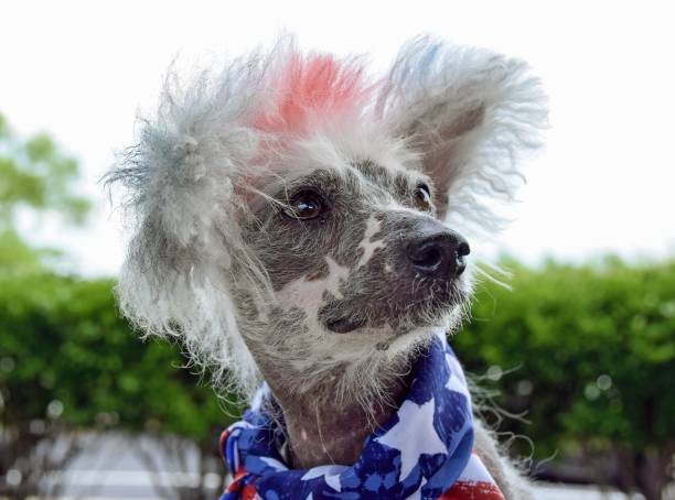 istock Chinese Crested Hairless dog 806564194