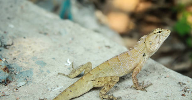istock Lizard on the cement floor,Lizard waiting to catch insects 806571050