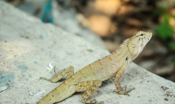 istock Lizard on the cement floor,Lizard waiting to catch insects 806572144