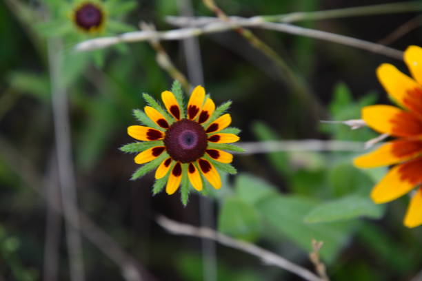istock Texas Wildflowers in East Texas 806577350