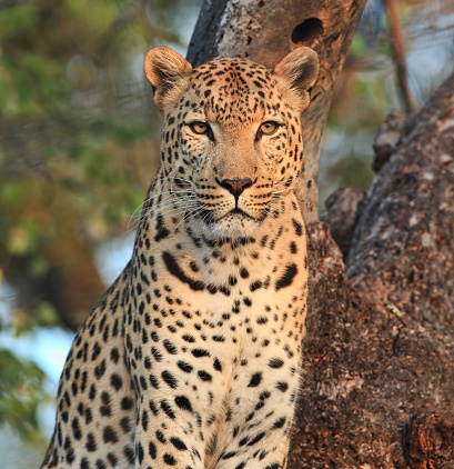 An adult Leopard. Taken in Kruger, South Africa