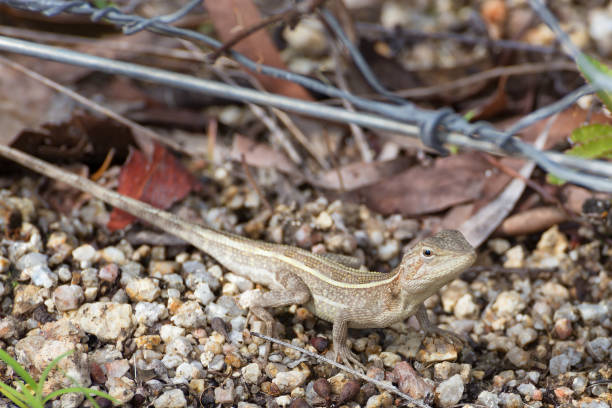 istock Diporiphora australis near fence 806609574