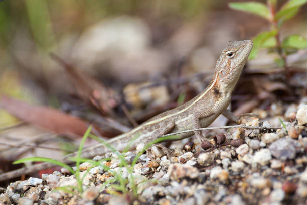 istock Diporiphora australis close-up at Davies Creek Falls 806609648