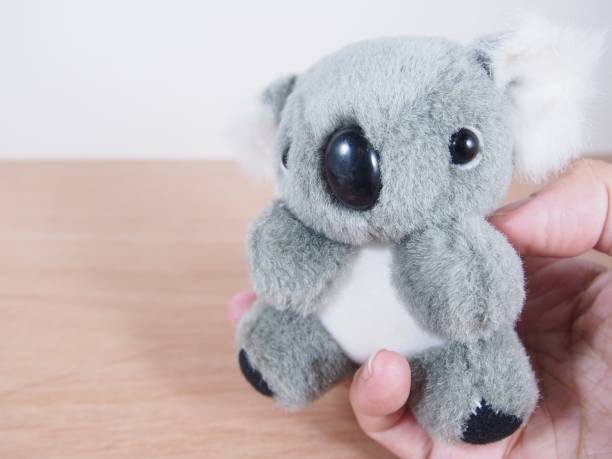 istock Gray lovely Koala bear doll in palm 806609798