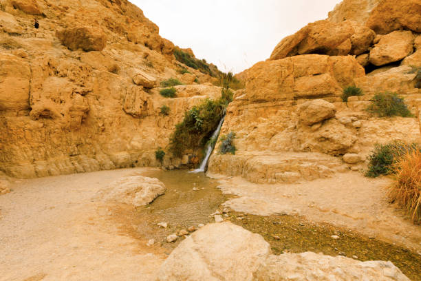 istock A Gedi Nature Reserve. 806616824