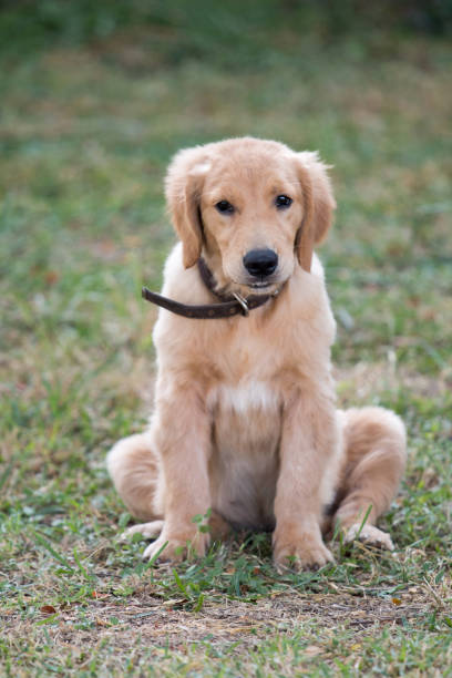 istock 4 months golden dog sitting on green grass. 806616996