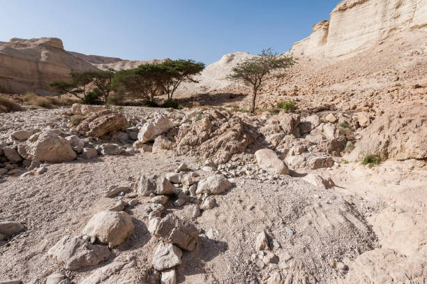 istock Stone desert in Israel 806629242