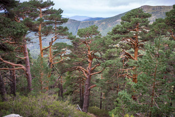 istock Scots pine forest in Guadarrama Mountains 806629430
