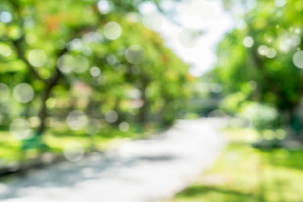 istock blur natural and light background in the park. 806631702