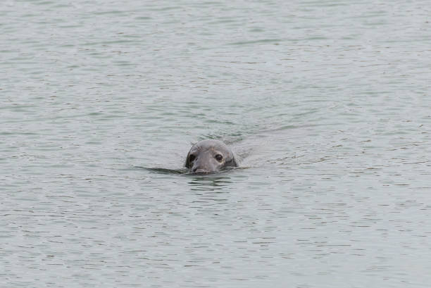 istock Seal in the sea, head 806634628