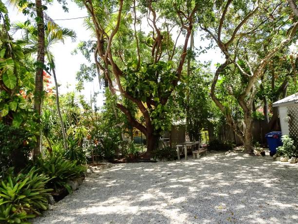 istock tropical trees in the Florida Keys 806639592