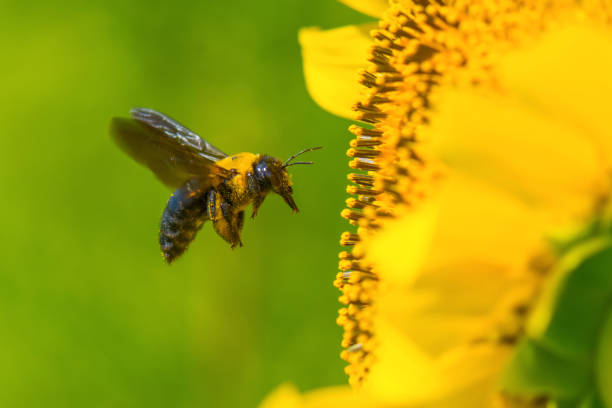 vol d’une abeille charpentière - abeille menuisière photos et images de collection