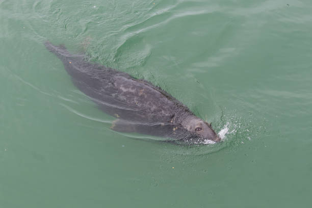 istock Seal in the sea 806657768