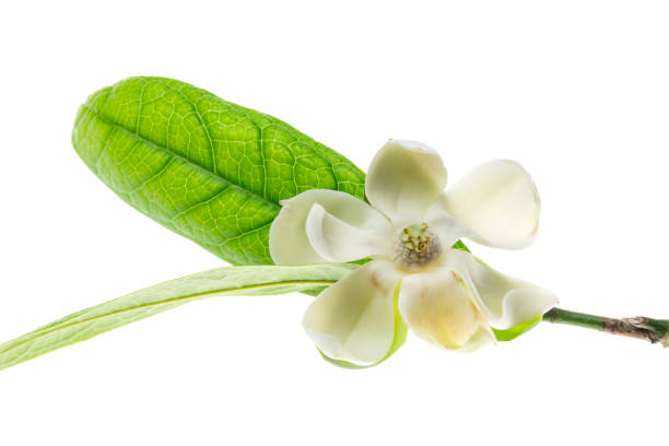 istock White magnolia flowers on isolated background. 806659534