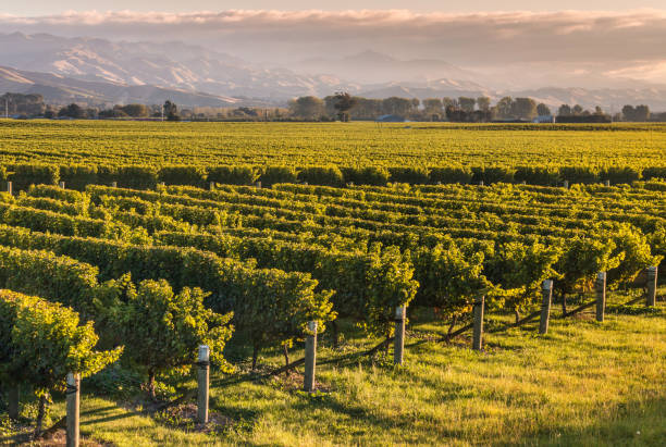 istock New Zealand vineyard at sunset 806662388
