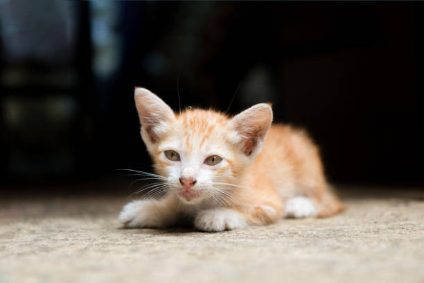 istock Orange stray kitten  is hungry and lying on the warm floors 806665216
