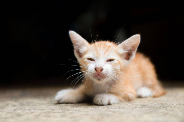istock Orange stray kitten  is hungry and lying on the warm floors 806665220