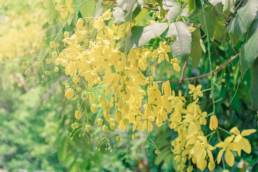 nature,flower,yellow,tree,leaves
