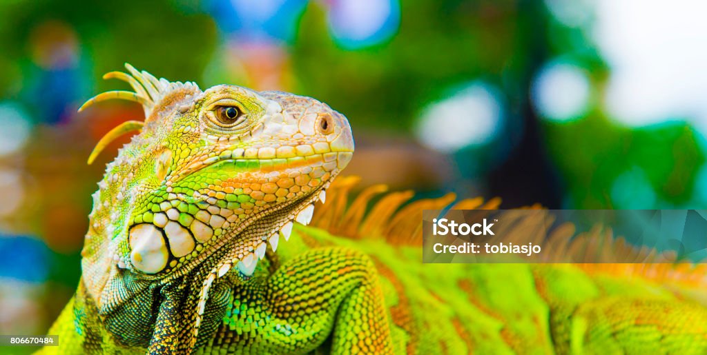 Chameleon Chameleon in wilderness of Bali Island, Indonesia. Animal Stock Photo