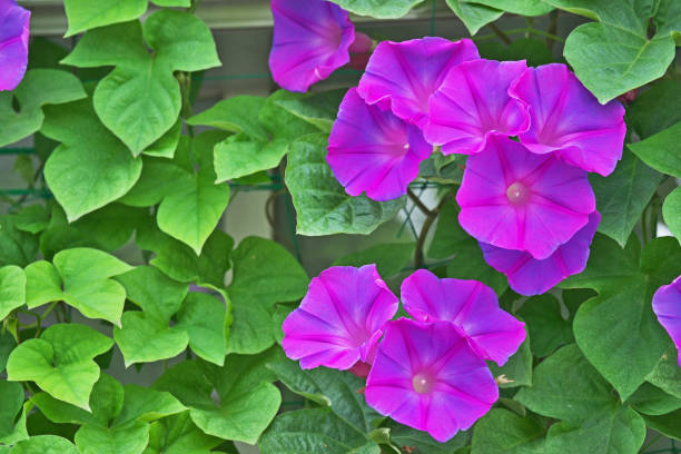 istock Flower of the morning glory 806673006