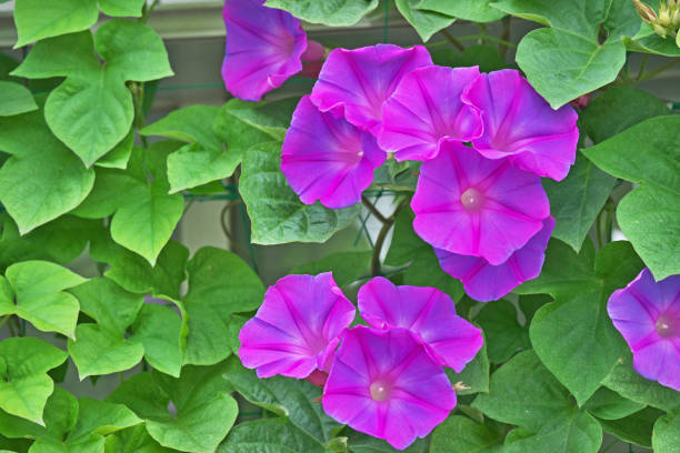 istock Flower of the morning glory 806673030