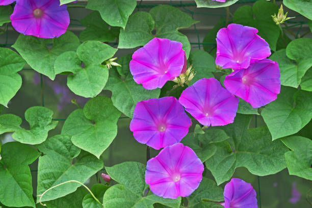 istock Flower of the morning glory 806673110