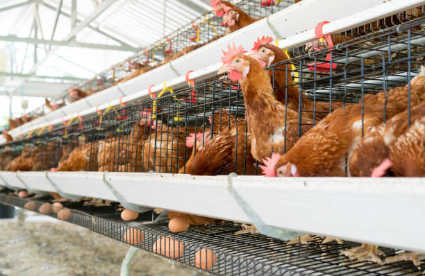 istock Hen, Chicken eggs and chickens eating food in farm. 806676058
