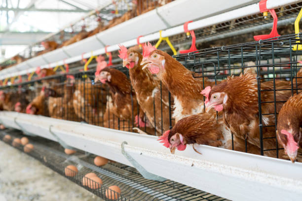 istock Hen, Chicken eggs and chickens eating food in farm. 806676148