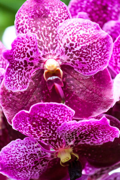 istock Singapore Orchid Garden 806676328