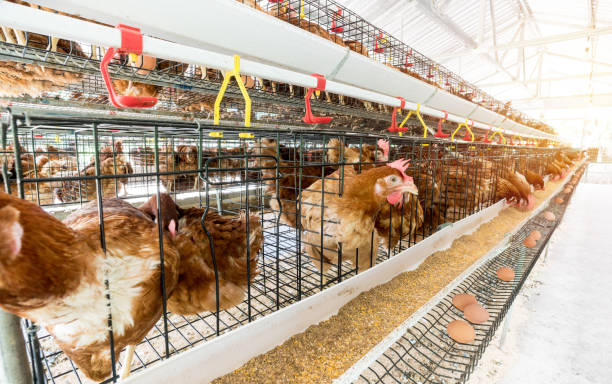 istock Hen, Chicken eggs and chickens eating food in farm. 806676352