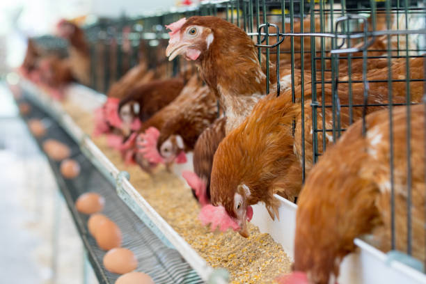 istock Hen, Chicken eggs and chickens eating food in farm. 806676354