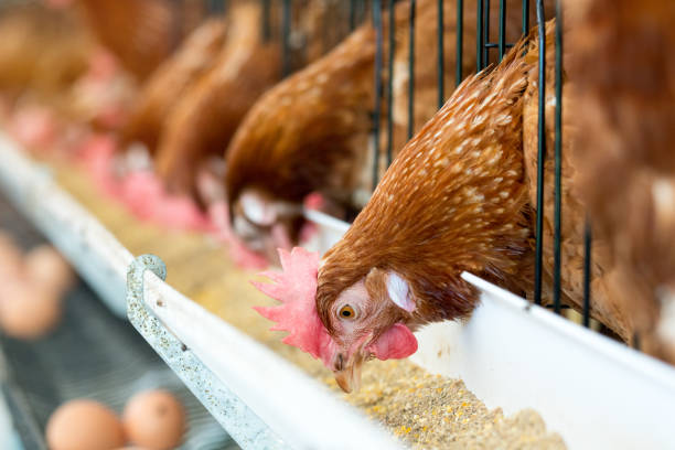 istock Hen, Chicken eggs and chickens eating food in farm 806676358
