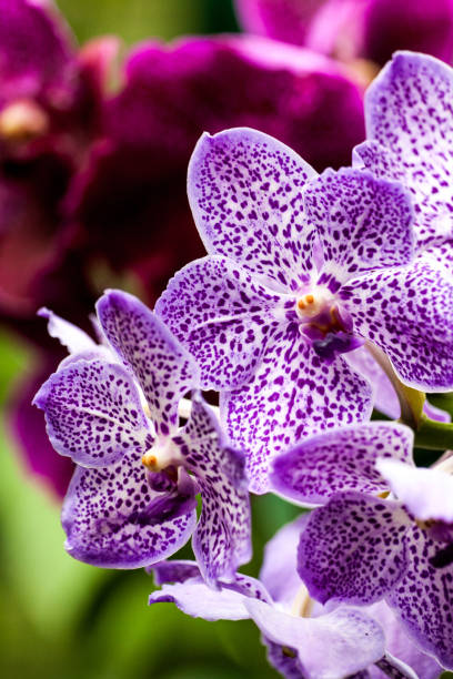 istock Singapore Orchid Garden 806676360