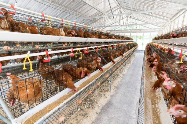 istock Hen, Chicken eggs and chickens eating food in farm. 806676492