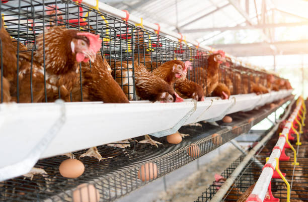 istock Hen, Chicken eggs and chickens eating food in farm 806676528