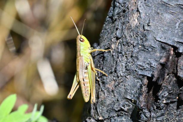 istock green grasshoppers insects on the grass 806685118