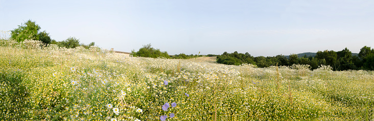 Meadow with flowering chamomile