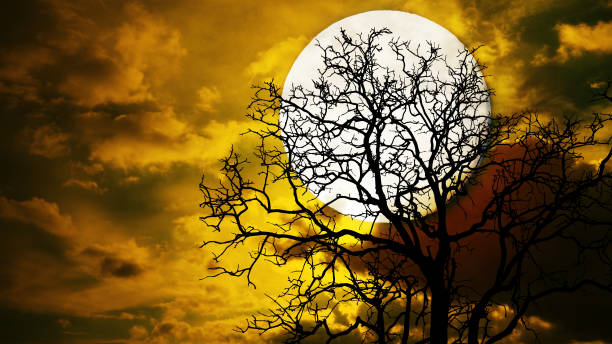 istock Halloween night ; A dark tree against a full moon with clouds in the sky for a sad or scary concept. 806688584