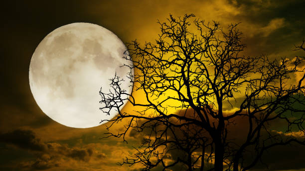 istock Halloween night ; A dark tree against a full moon with clouds in the sky for a sad or scary concept. 806688650