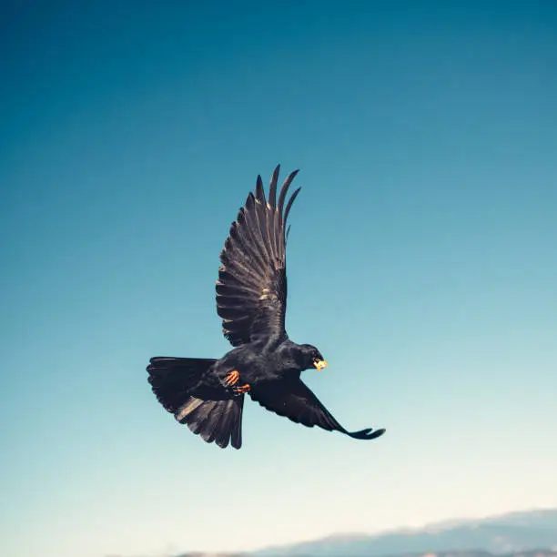 Flying black bird (jackdaw) in the mountains.