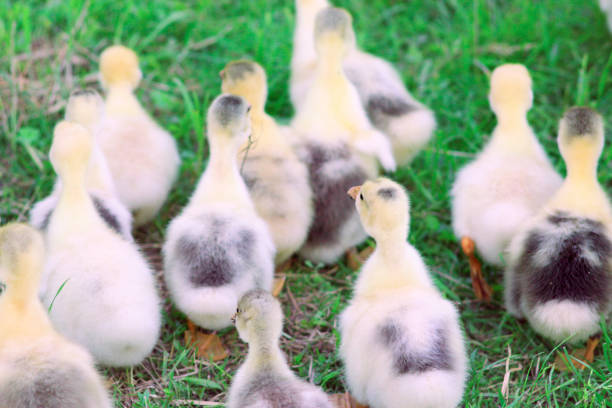 brood of young goslings on the grass in the village