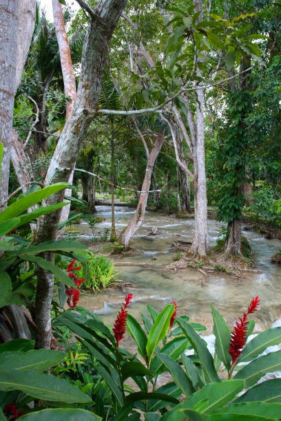 Ocho Rios, Jamaica Ocho RÃos is a town on the northern coast of Jamaica, located in the parish of Saint Ann. It is a popular tourist destination, well known for scuba diving and other water sports dunns river falls stock pictures, royalty-free photos & images