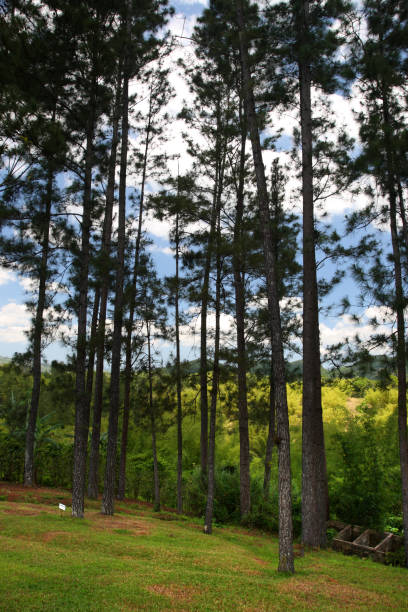 istock Croydon Plantation, Jamaica 806698018
