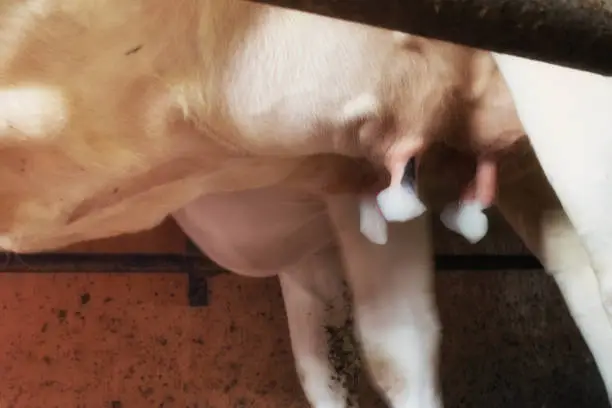 Close-up of disinfectant on dairy cow's teats. After milking the dairy cow has her teats cleaned with special disinfecting product.