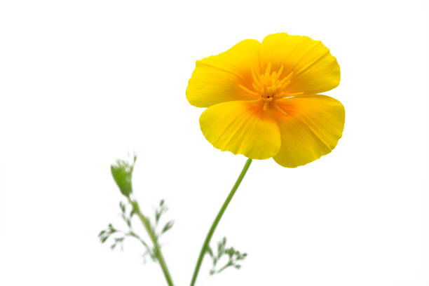 Close up view of a yellow poppy