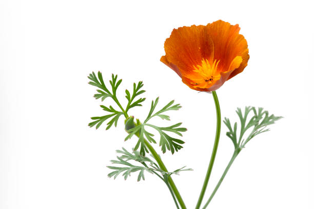 istock California poppy (Eschscholzia californica), isolated on white 806701408