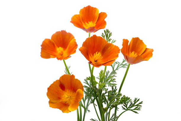 California poppy (Eschscholzia californica), isolated on white California poppy (Eschscholzia californica), isolated on white california golden poppy stock pictures, royalty-free photos & images