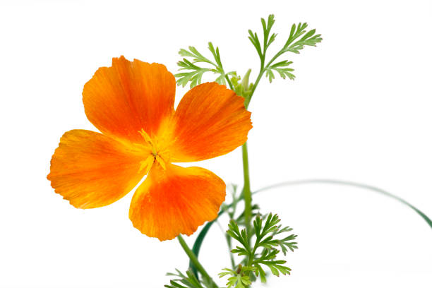 istock Californian poppy (Eschscholzia californica), isolated on white 806701422