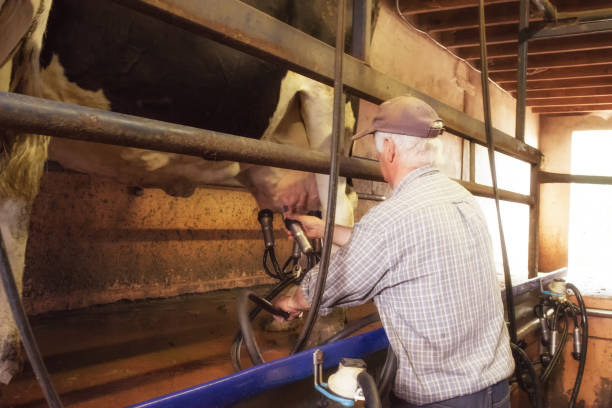 istock Close-up of cow being milked 806704648